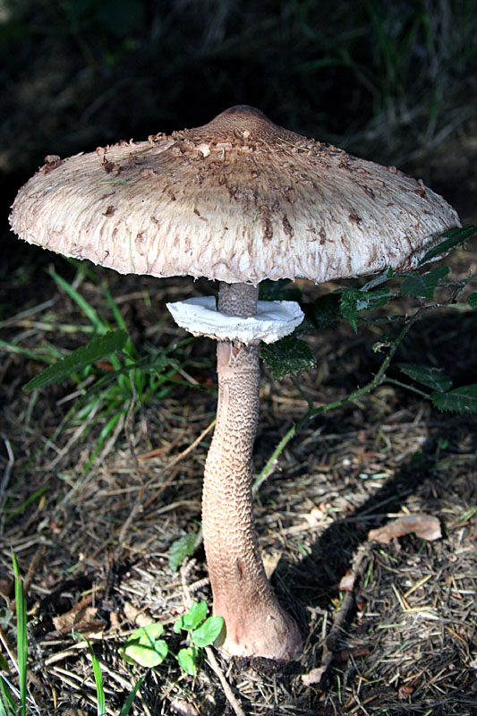  Image name: Mazza di Tamburo7.jpg 
 width: 533 pixel 
 height: 800 pixel 
 Size: 164214 bytes 
 Click to enlarge 